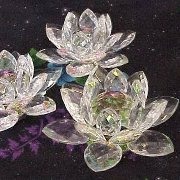 Profile Image for Nisia.