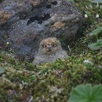 Sad Animal Facts by Brooke Barker | Goodreads