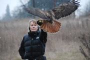 The Red-tailed Hawk／Liam J. McGranaghan The Red-Tailed Hawk: A Complete Guide to book by Liam J