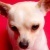 Profile Image for Crystal Marrone matey.