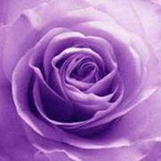 Profile Image for Kathy Pine dennis.