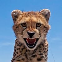 Profile Image for Brandon.
