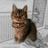 Profile Image for Jose Feiteirinha.