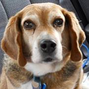 Profile Image for Heather Schmitt.