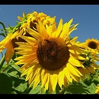 Profile Image for Yvonne.