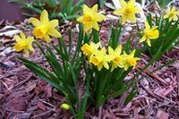 Profile Image for Cynthia.