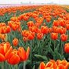 Dutchgirl