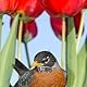 Robin