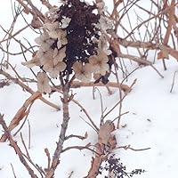 Profile Image for Lu.