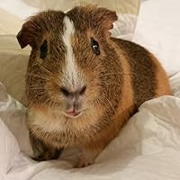 Fighting on the Home Front: The Legacy of Women in World War One by ...