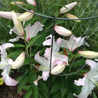 Profile Image for Mary Ann Pearson.