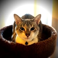 Profile Image for Books the cat.