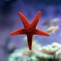 Profile Image for Rizky Indra.