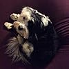 Fiona N