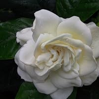 Profile Image for Kate Britton.