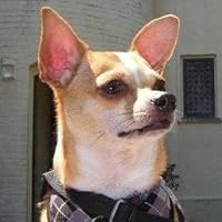 Profile Image for Crystal Romero.