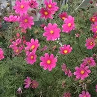 The Garden in the Clouds: From Derelict Small-Holding to Private