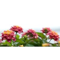 Profile Image for Paige Thomson.