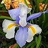 Iris AE