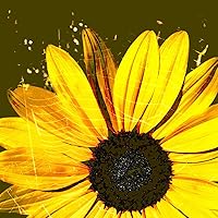 Profile Image for Alisa.