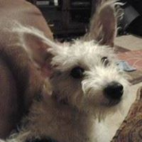 Profile Image for Danielle Wilson.