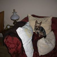 Profile Image for Debra Lynch.