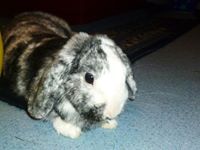 Profile Image for Tiaras Bücherzimmer.