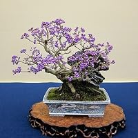Profile Image for Callicarpa.