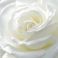 Profile Image for Kate.