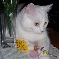 Profile Image for Heather.