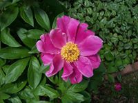 Profile Image for Linda Dauterman.