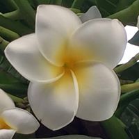 Profile Image for Carol Milani.