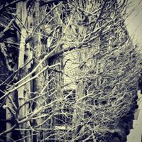 Profile Image for Thinzar.