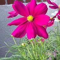 Profile Image for Marie.