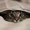 Belle of the Books