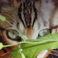 Profile Image for Kiti.