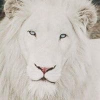 Profile Image for Nicole White.