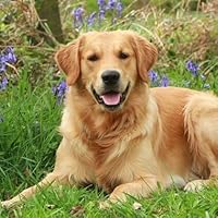 Profile Image for HPS.