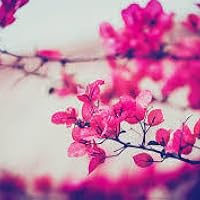 Profile Image for Esme G..