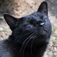 Profile Image for Bongeri59.