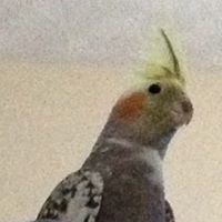 Profile Image for Jennifer Bartlett.
