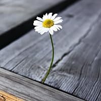 Profile Image for Lily.