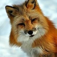 Profile Image for Brad  Fox.