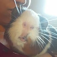 Profile Image for Patrice Bear.
