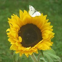 Profile Image for Marieke Scheers.