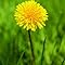 Daisy Dandelion