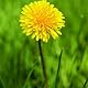 Daisy Dandelion
