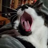 Profile Image for raminta moore.