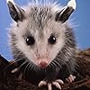Beth / WildPossum
