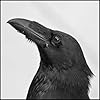 Raven Drakeaurd